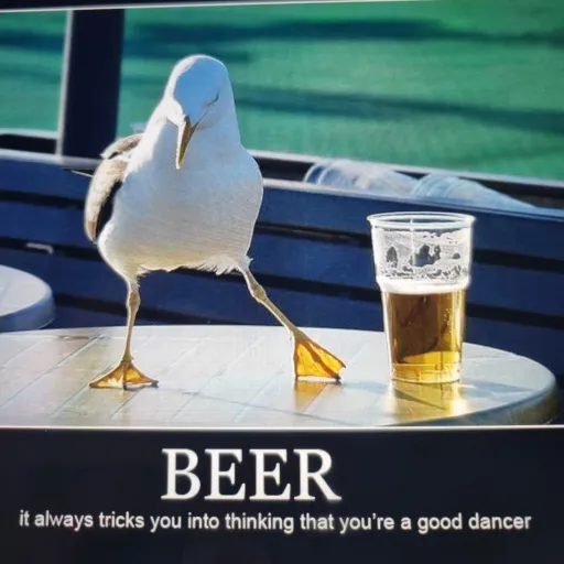 creator seagull with beer's avatar