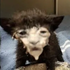 creator ChikkyCat's avatar