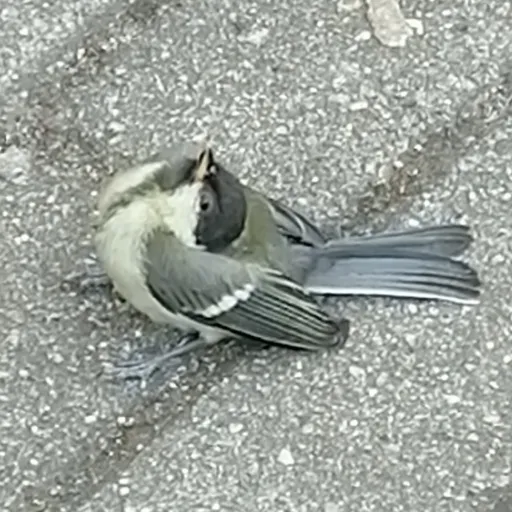 creator exobird's avatar