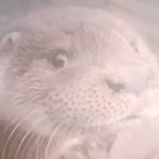 creator talkitor-otter's avatar