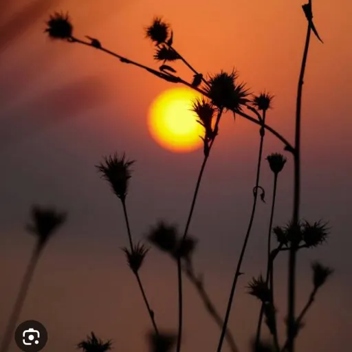 creator ♡ sunshine ♡'s avatar
