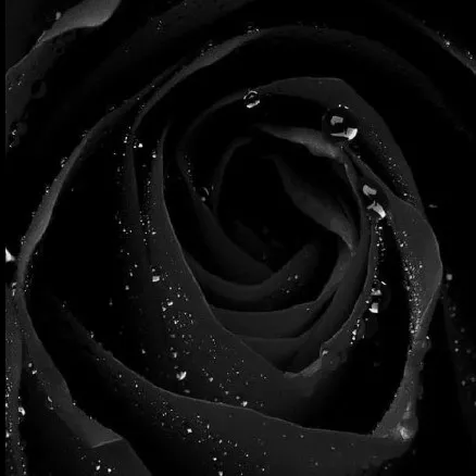 creator Ray/Raven/Rav's avatar