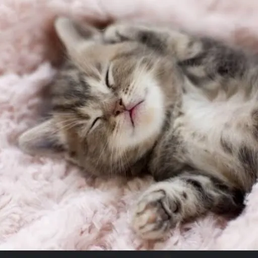 creator crazycatloverrrrrr's avatar