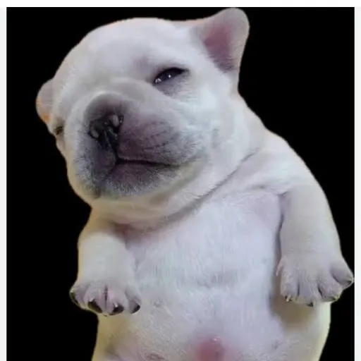 creator Mr. pibble's avatar