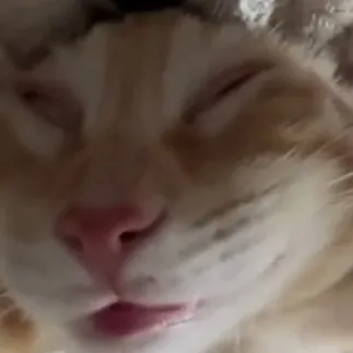creator kitty(* >ω<)'s avatar