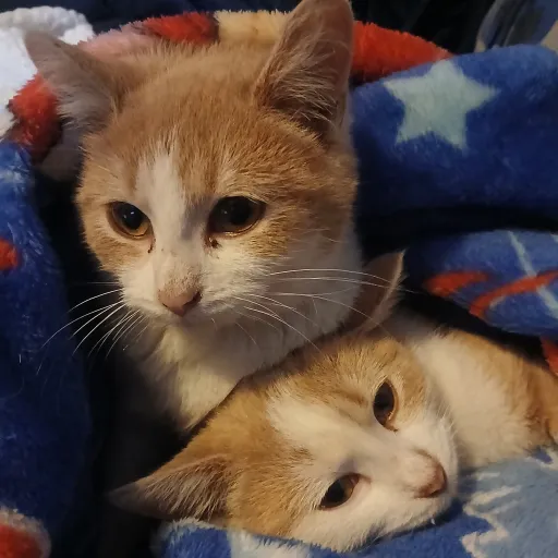 creator cutesscats's avatar
