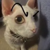 creator big-eyeball-on-you's avatar