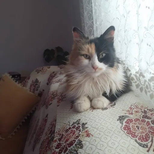 creator meow purr hiss's avatar