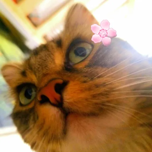 creator my_cute-cat's avatar