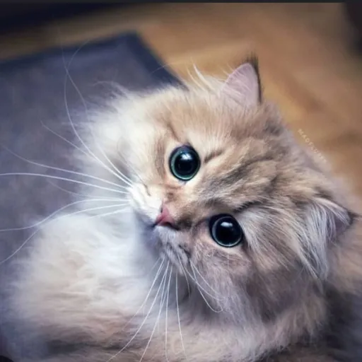 creator kitty princess's avatar