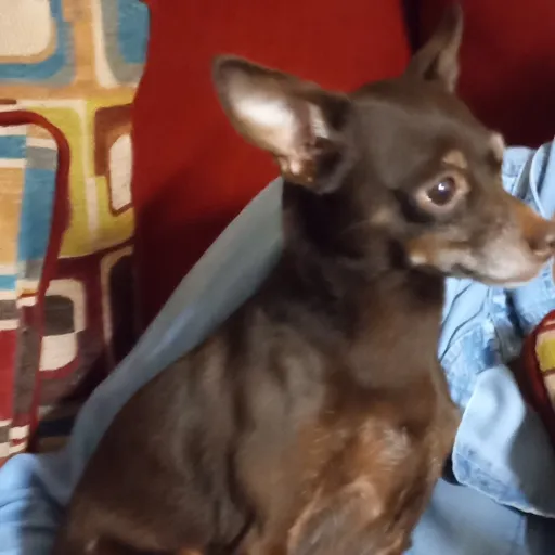 creator TRIPLETAY's avatar