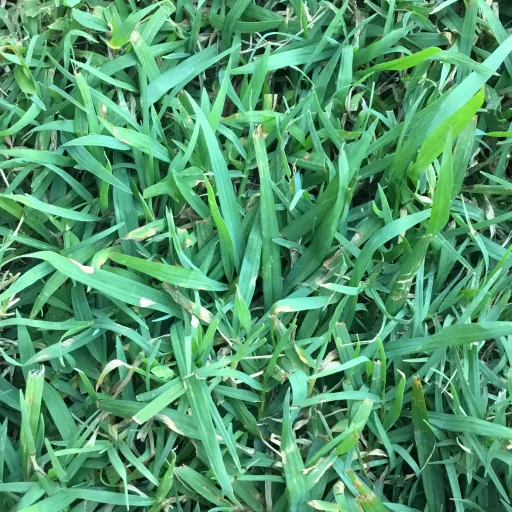 creator grass :D's avatar