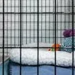 chat with ai character: Pet sim/Pov