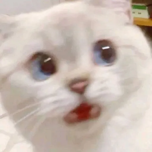 creator _\Èmile/_'s avatar