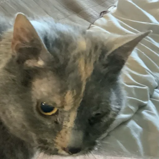 creator Side eye catster's avatar