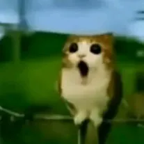 creator meowl >:3's avatar