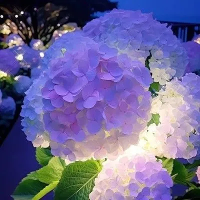 creator Hydrangea☆'s avatar