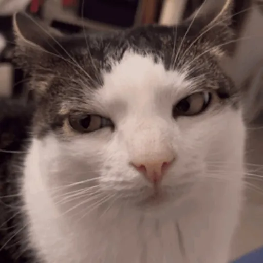 creator NewYear2026's avatar