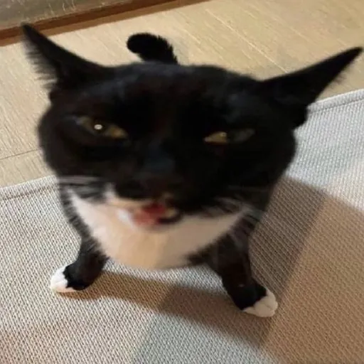 creator tuna mayo 😋's avatar
