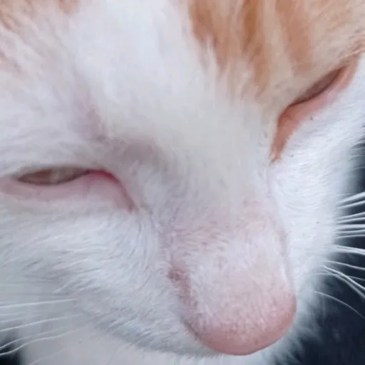 creator aRandomCat's avatar