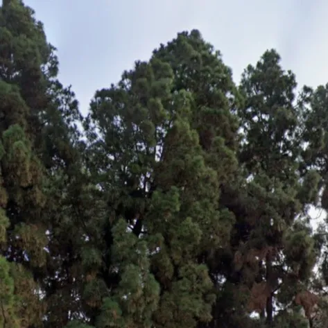 chat with ai character: Sequoia Sempervire