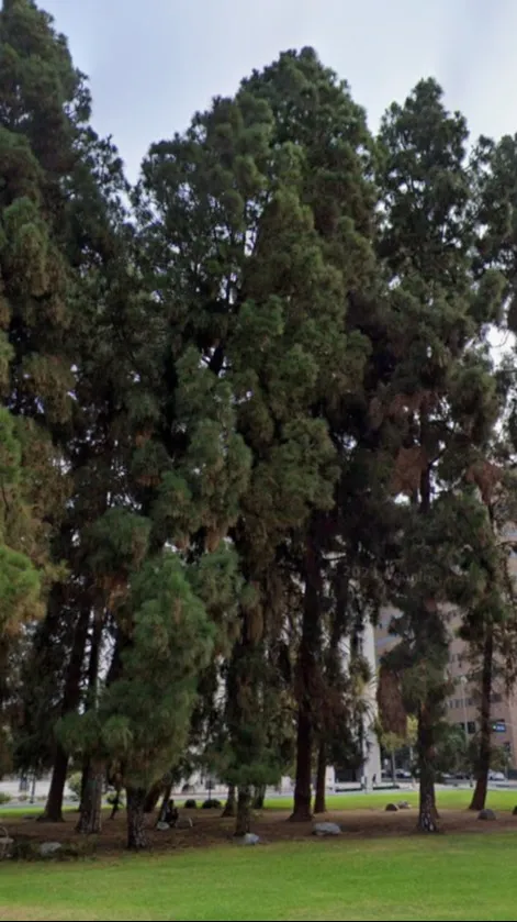 ai character: Sequoia Sempervire background