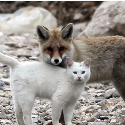 creator kitty fox's avatar