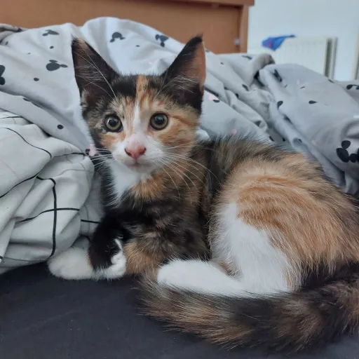 creator Maceyleastewerd's avatar