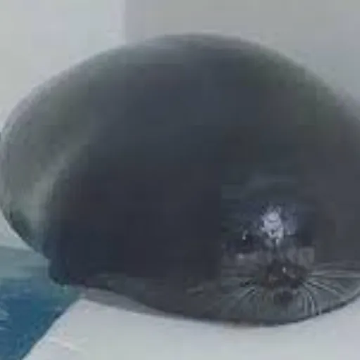 creator BIGCHONKSEAL's avatar