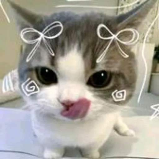 creator kitty_cat❤️'s avatar