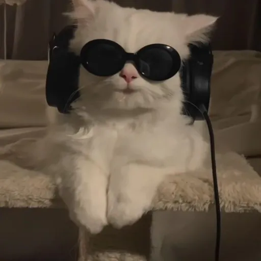 creator my talkie chat's avatar