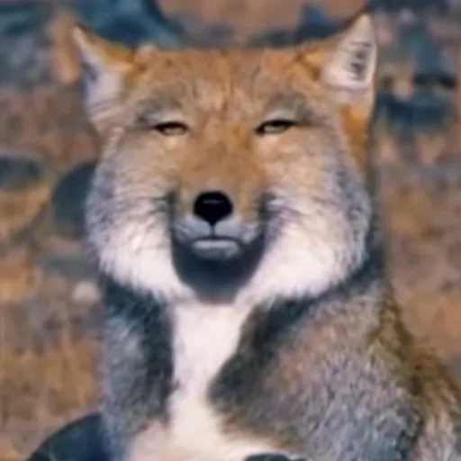 creator TheWe1rd_ic0n's avatar