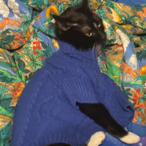 creator cat in a sweater's avatar