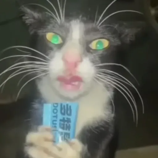 creator meow meow mf's avatar