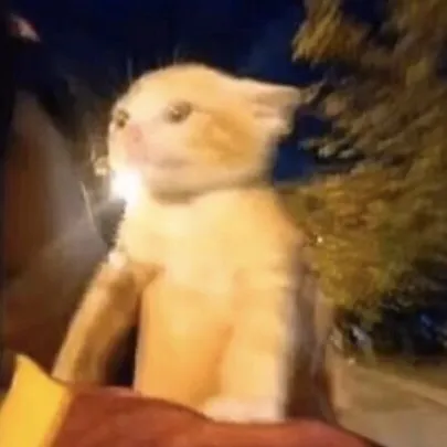 creator cat_driver's avatar