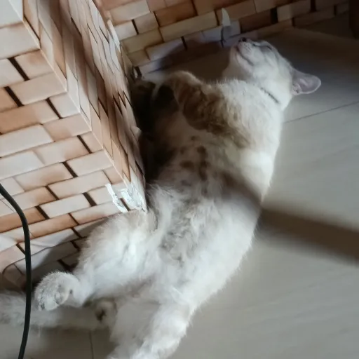creator Carton in a cat's avatar