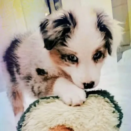 creator Puppyclaws:3's avatar