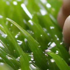 chat with ai character: grass