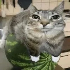 creator meloncat's avatar