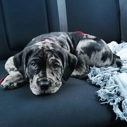 creator Mocha and pups's avatar