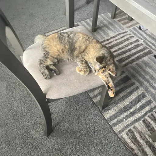 creator Mocha and pups's avatar