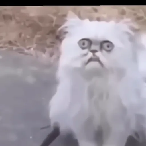 creator Weirdo_cat_RWARRR's avatar