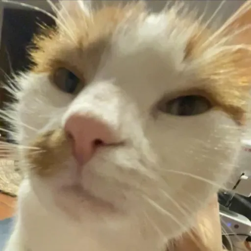 creator Kaffr0n456's avatar