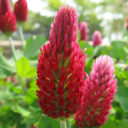 creator Crimson Clover's avatar