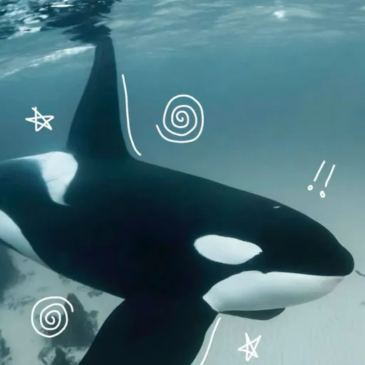 creator I❤️ORCAS's avatar