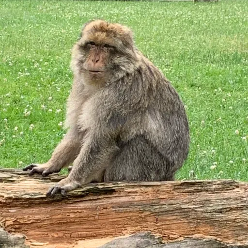 creator Miss monkey's avatar