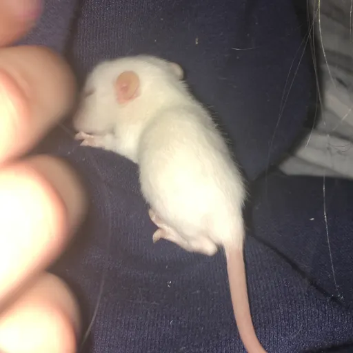 creator SmegyRatatouille<3's avatar