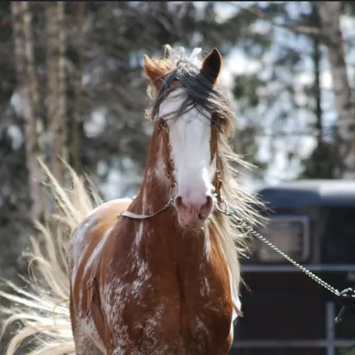 creator Horse lover🫶🏻's avatar