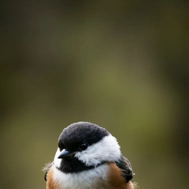 chat with ai character: Chickadee daddy