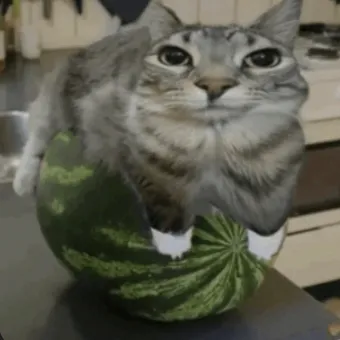 creator watermelon_cat's avatar